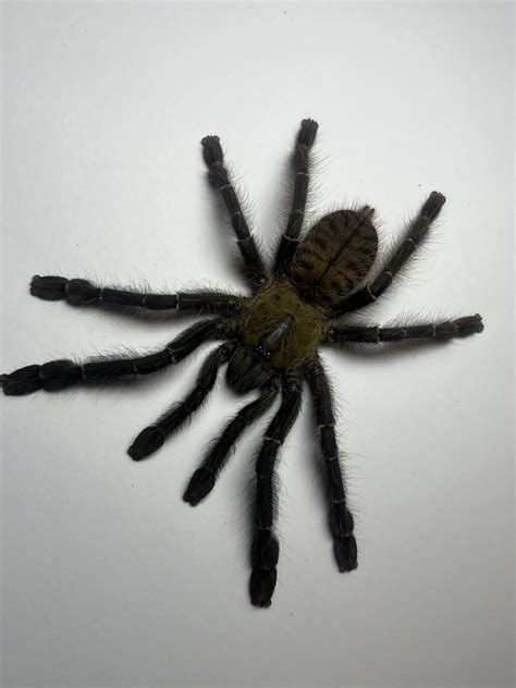 Malaysian earthtiger tarantula